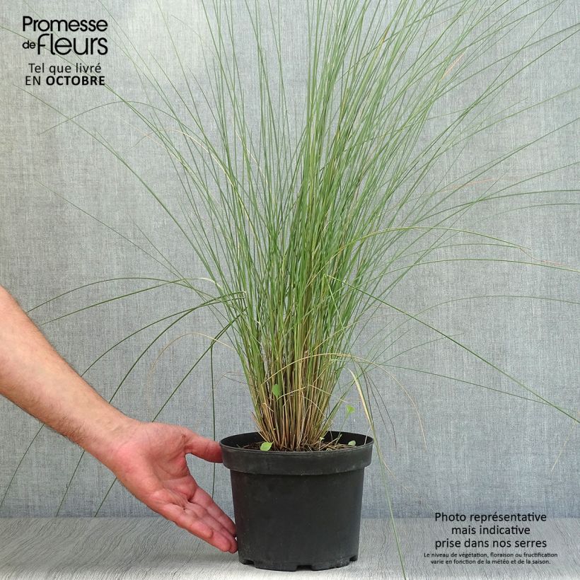 Esimerkki syksyllä toimitetusta Muhlenbergia capillaris 2 litran/3 litran ruukku-taimesta