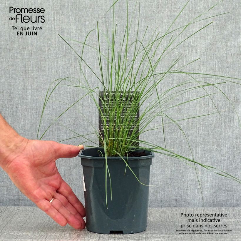Esimerkki kesällä toimitetusta Muhlenbergia capillaris Pot de 2L/3L-taimesta