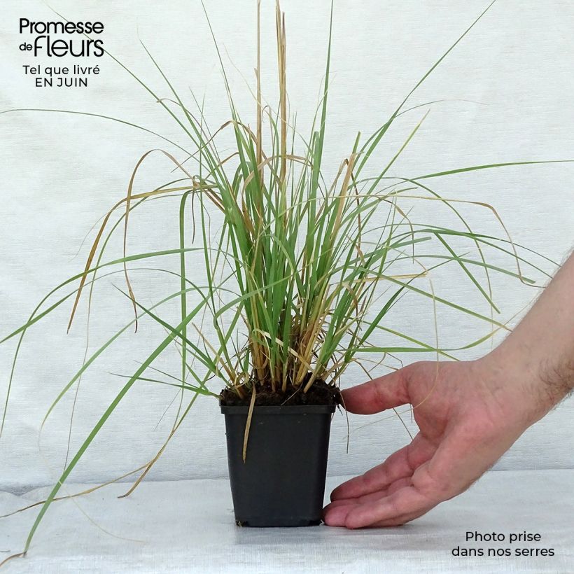 Esimerkki kesällä toimitetusta Muhlenbergia rigens Godet de 8/9 cm-taimesta