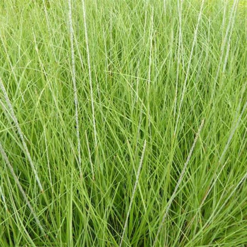 Muhlenbergia rigens (Lehvistö)