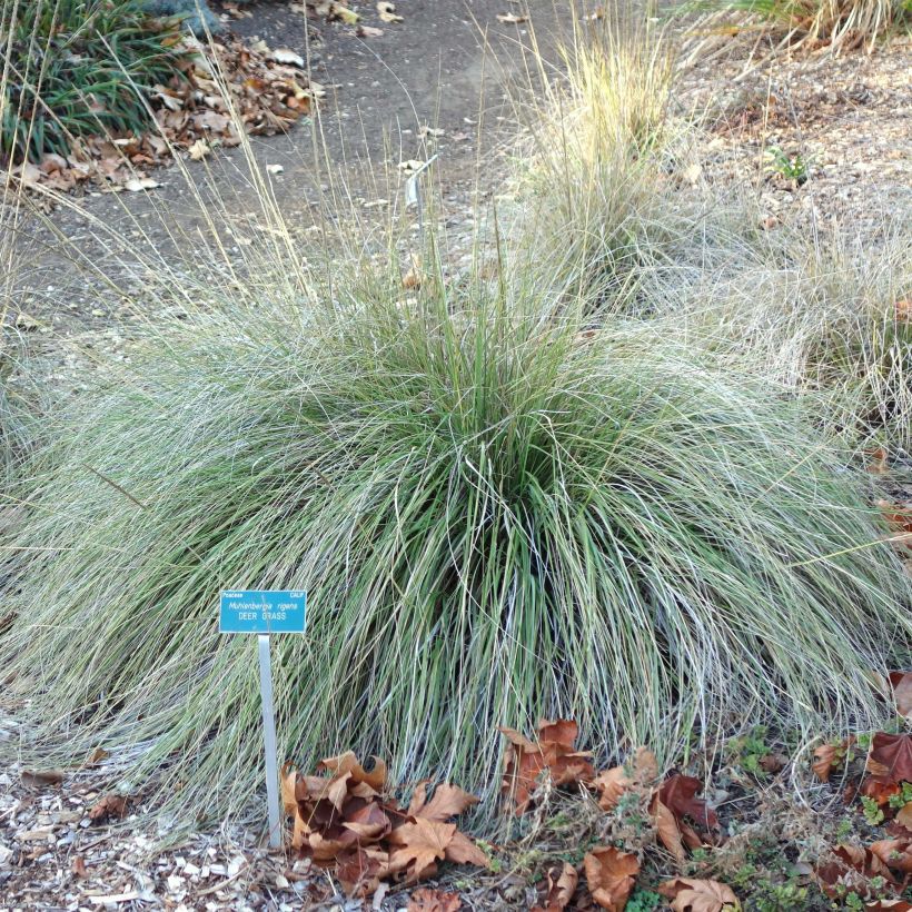Muhlenbergia rigens (Kasvutapa)