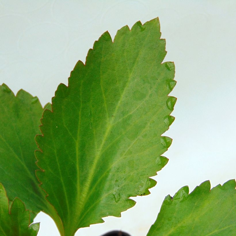 Mukgenia Nova Flame (Lehvistö)