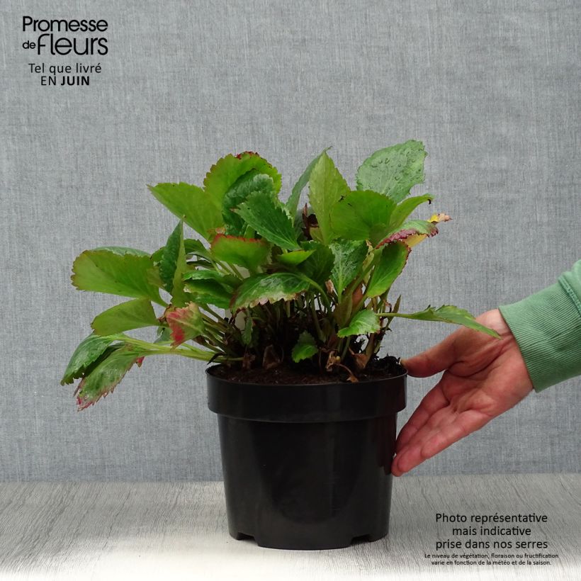 Esimerkki kesällä toimitetusta Mukgenia Nova Flame Pot de 3L/4L-taimesta