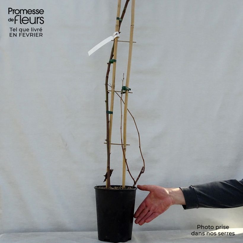 Example of Mûre remontante Reuben Pot de 4L/5L, Touffe as you get in hiver