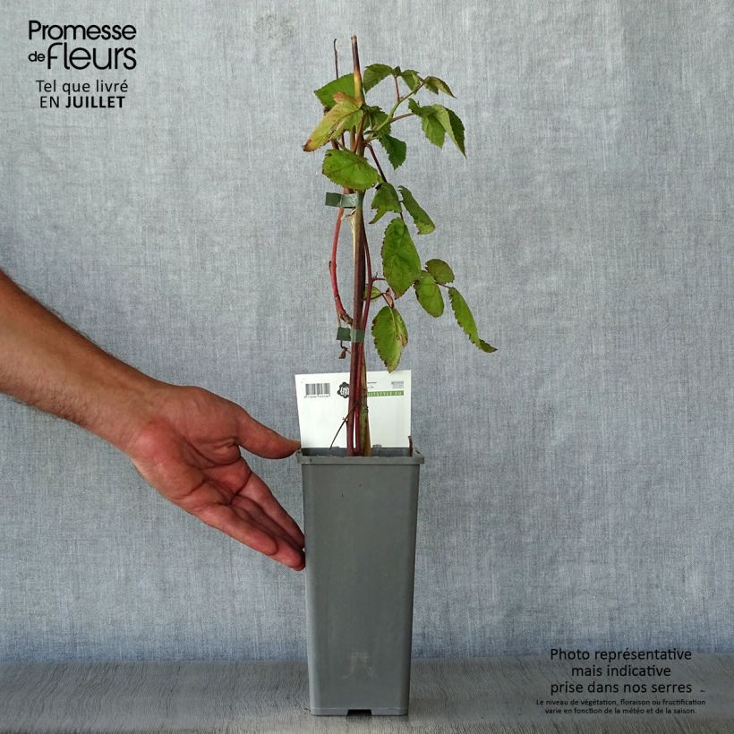Esimerkki kesällä toimitetusta Mûre sans épines Thornfree - Rubus fruticosus Pot de 1,5L/2L, Touffe-taimesta