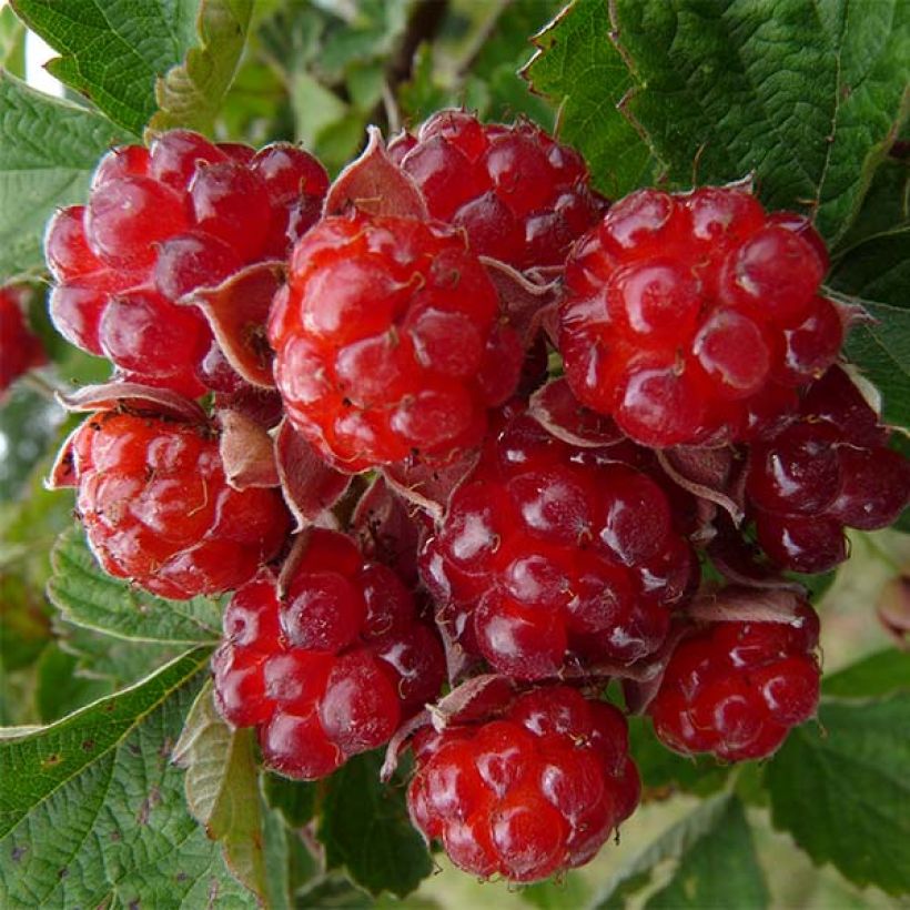 Tarhakarhunvatukka (karhunvadelma) Dorman Red (Sadonkorjuu)