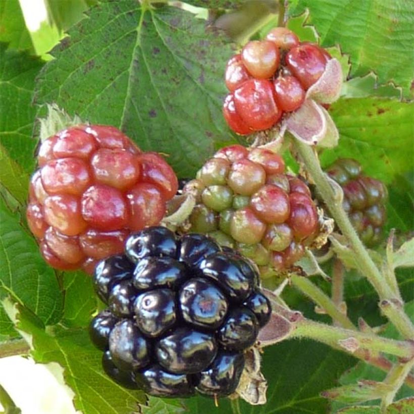 Tarhakarhunvatukka (karhunvadelma) Little Black Prince (Sadonkorjuu)