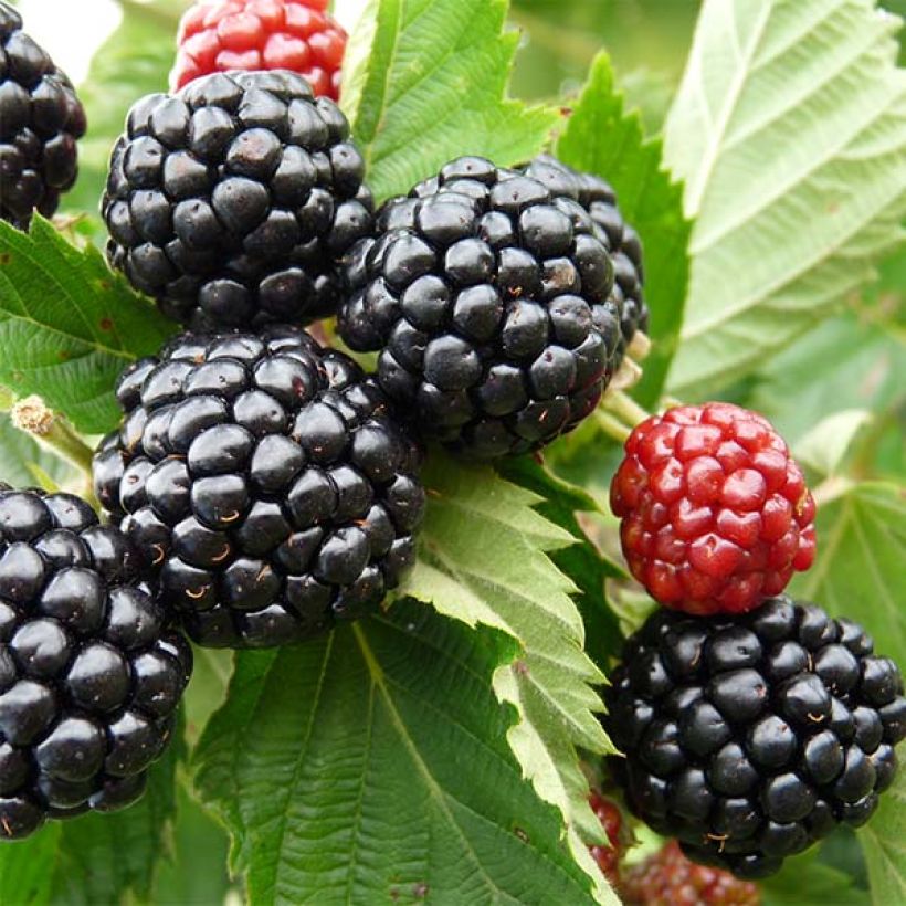 Tarhakarhunvatukka (karhunvadelma) Asterina (Sadonkorjuu)