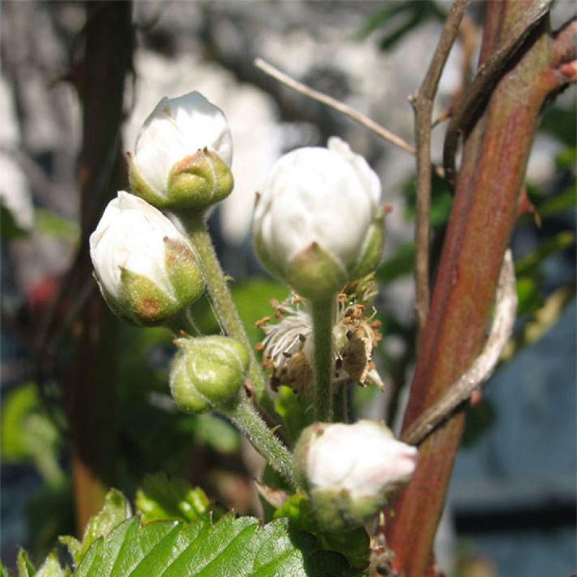 Loganmarja Loganberry (Kukinta)