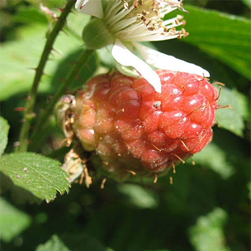 Loganmarja Loganberry (Sadonkorjuu)