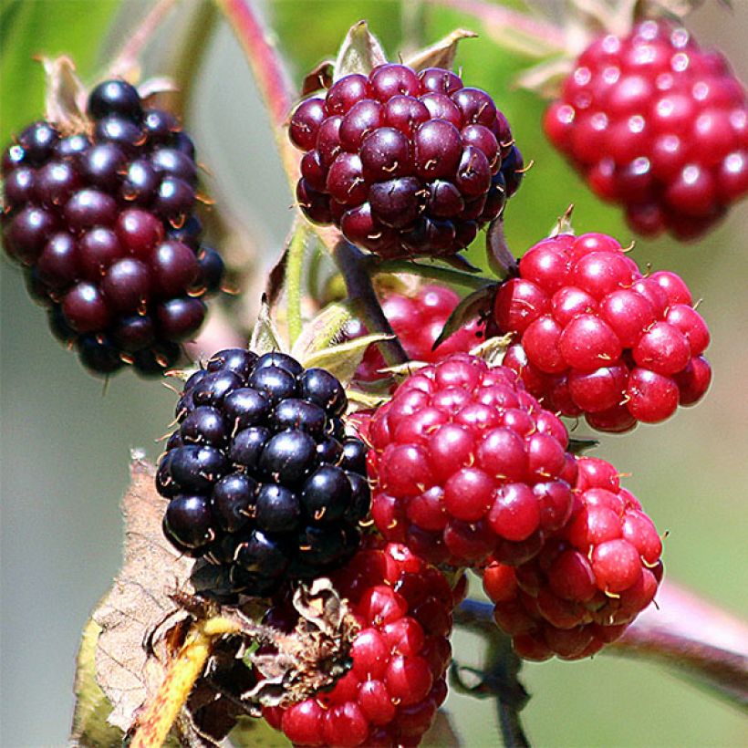 Tarhakarhunvatukka (karhunvadelma) Thornless (Sadonkorjuu)