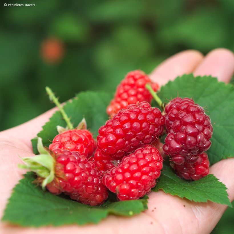 Teivadelma tayberry Bounty Berry (Sadonkorjuu)