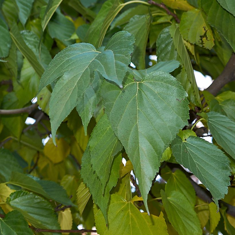 Valkomulperipuu King's White (Lehvistö)