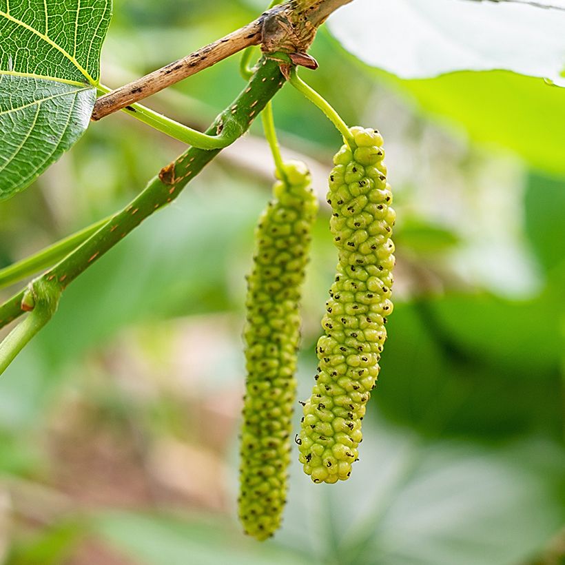 Valkomulperipuu King's White (Sadonkorjuu)