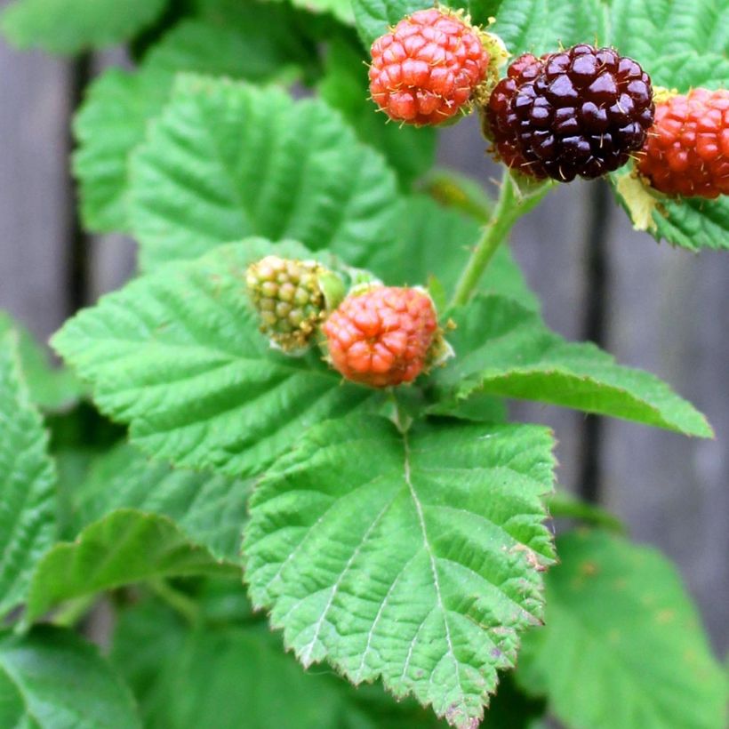 Boysenmarja Boysenberry (Lehvistö)