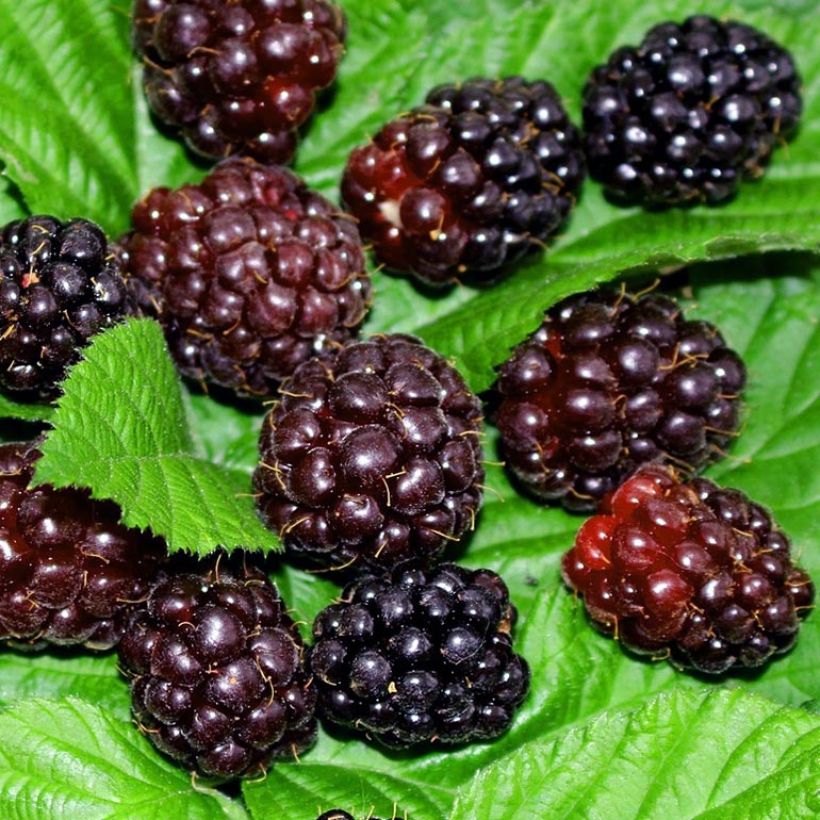 Boysenmarja Boysenberry (Sadonkorjuu)