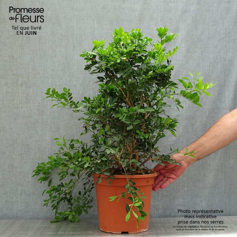 Esimerkki kesällä toimitetusta Tuoksujasmikki - Murraya paniculata 3 litran/4 litran ruukku-taimesta