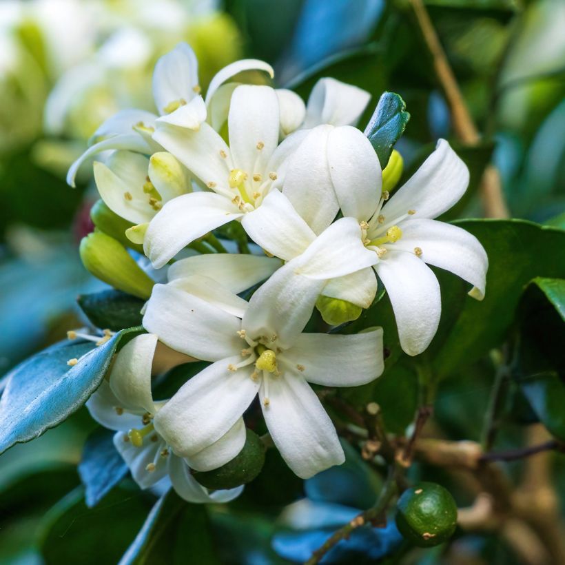 Tuoksujasmikki - Murraya paniculata (Kukinta)