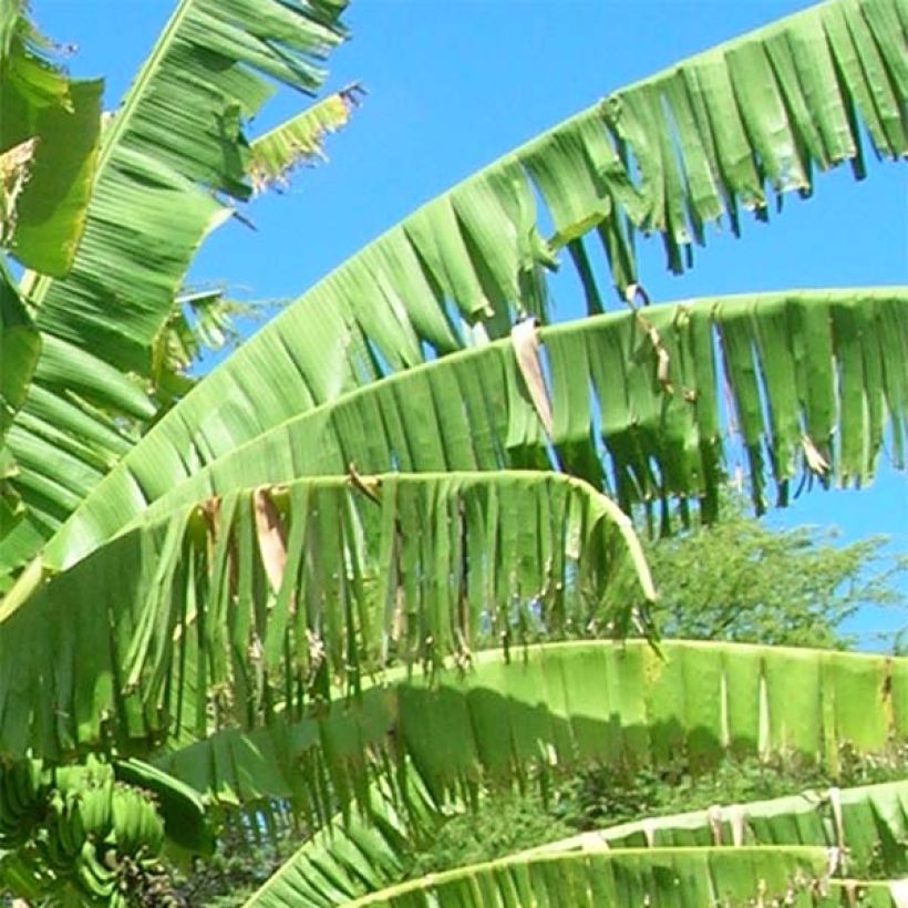 Liesmabanaani Mekong Giant (Lehvistö)