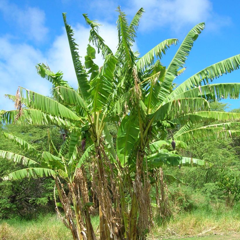 Liesmabanaani Mekong Giant (Kasvutapa)