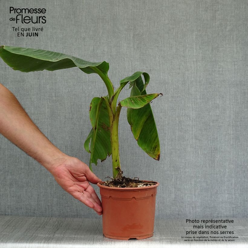 Esimerkki kesällä toimitetusta Banaani Red Tiger Pot de 3L/4L-taimesta