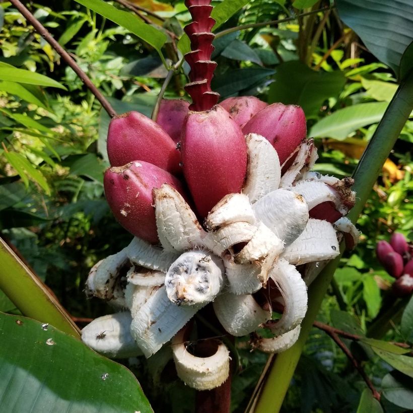 Intianbanaani - Musa velutina (Sadonkorjuu)