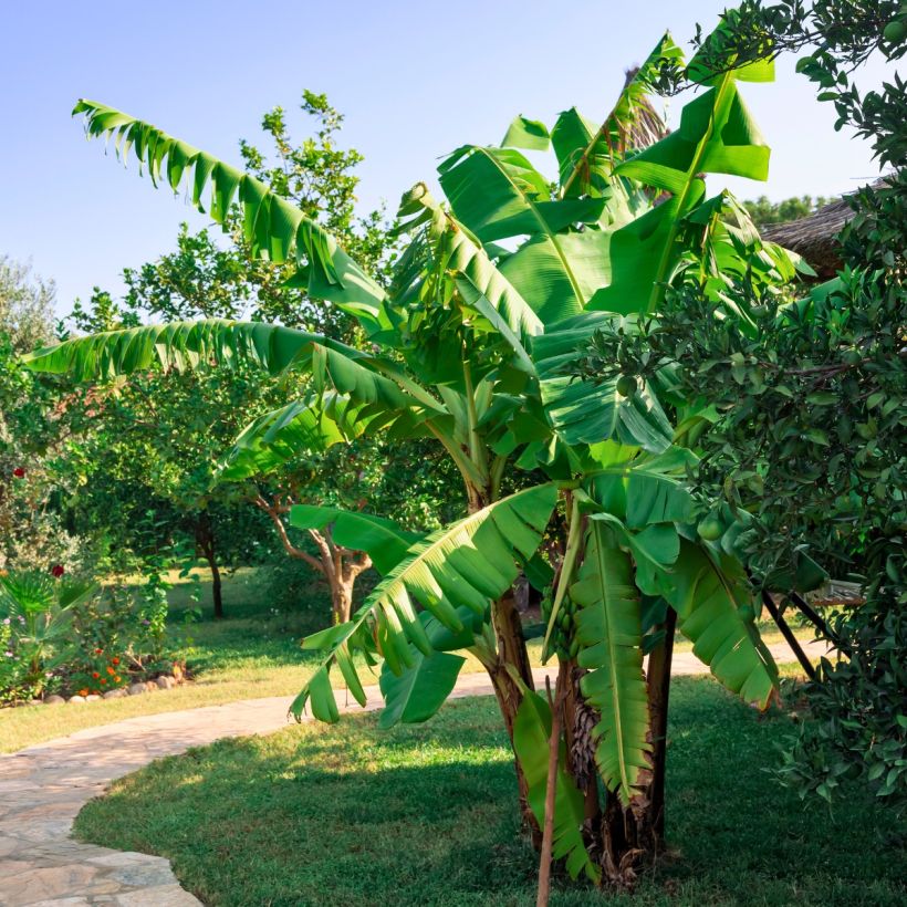 Banaani Pisang Seribu (Kasvutapa)