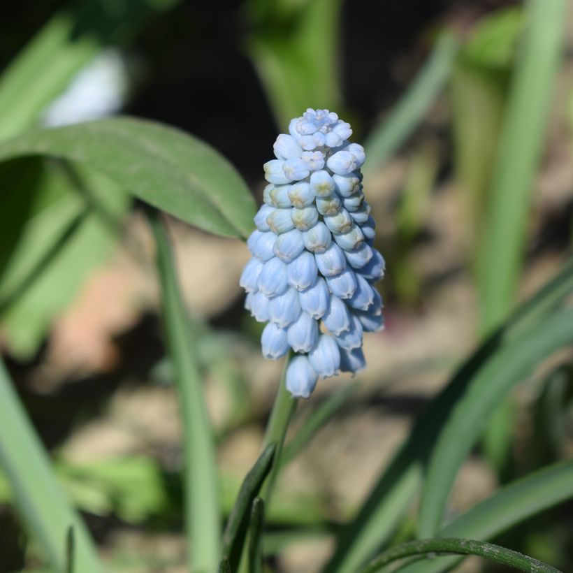 Terttuhelmililja Baby's Breath (Kukinta)