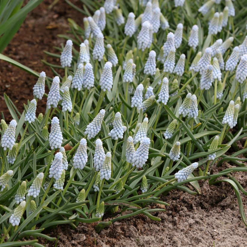 Terttuhelmililja Baby's Breath (Kasvutapa)