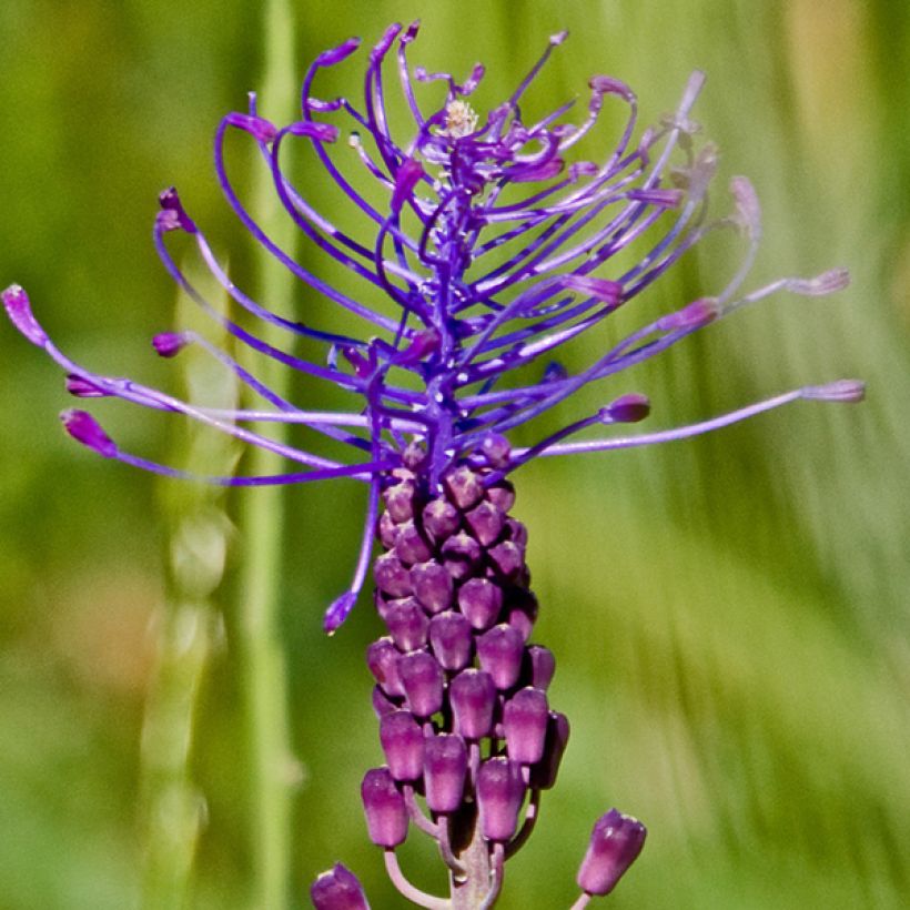 Töyhtöhelmililja - Muscari comosum (Kukinta)