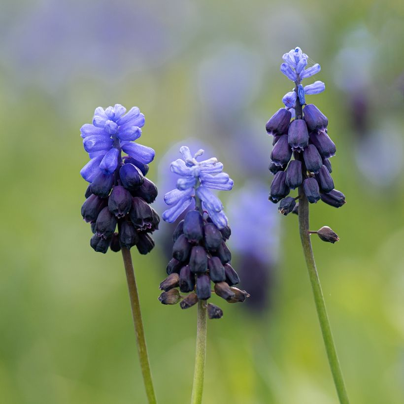Isohelmililja - Muscari latifolium (Kukinta)
