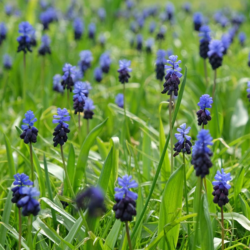 Isohelmililja - Muscari latifolium (Kasvutapa)