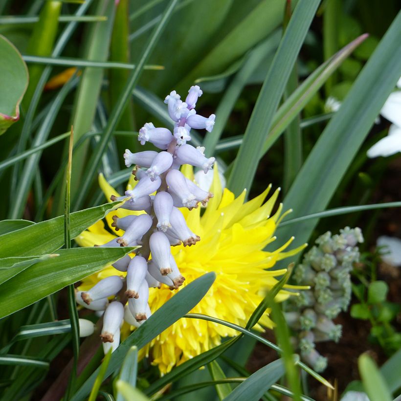 Myskihelmililja - Muscari racemosum (Kukinta)