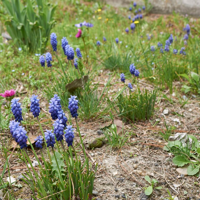 Terttuhelmililja - Muscari neglectum (Kasvutapa)