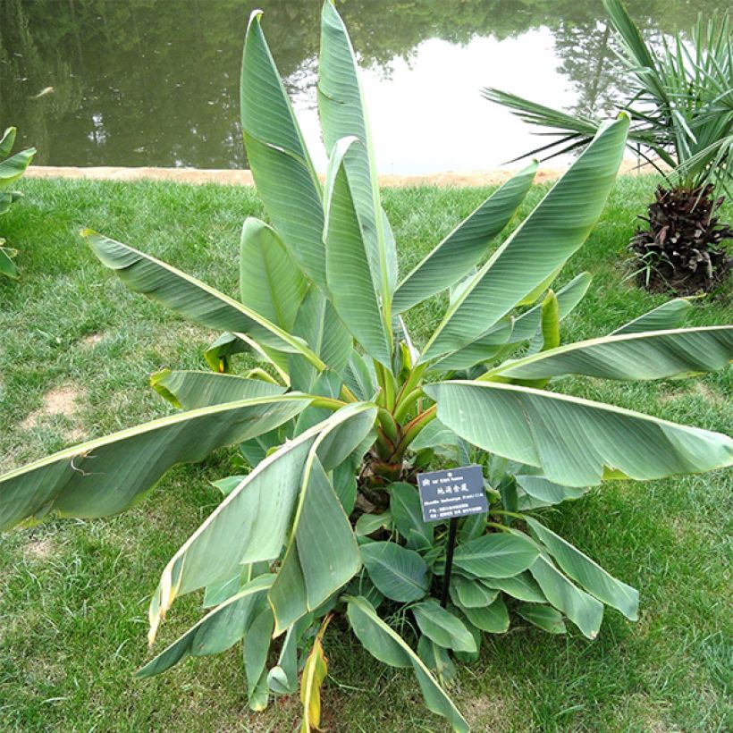 Musella lasiocarpa (Lehvistö)