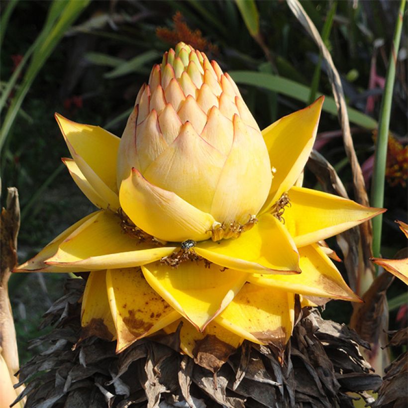 Musella lasiocarpa (Kukinta)
