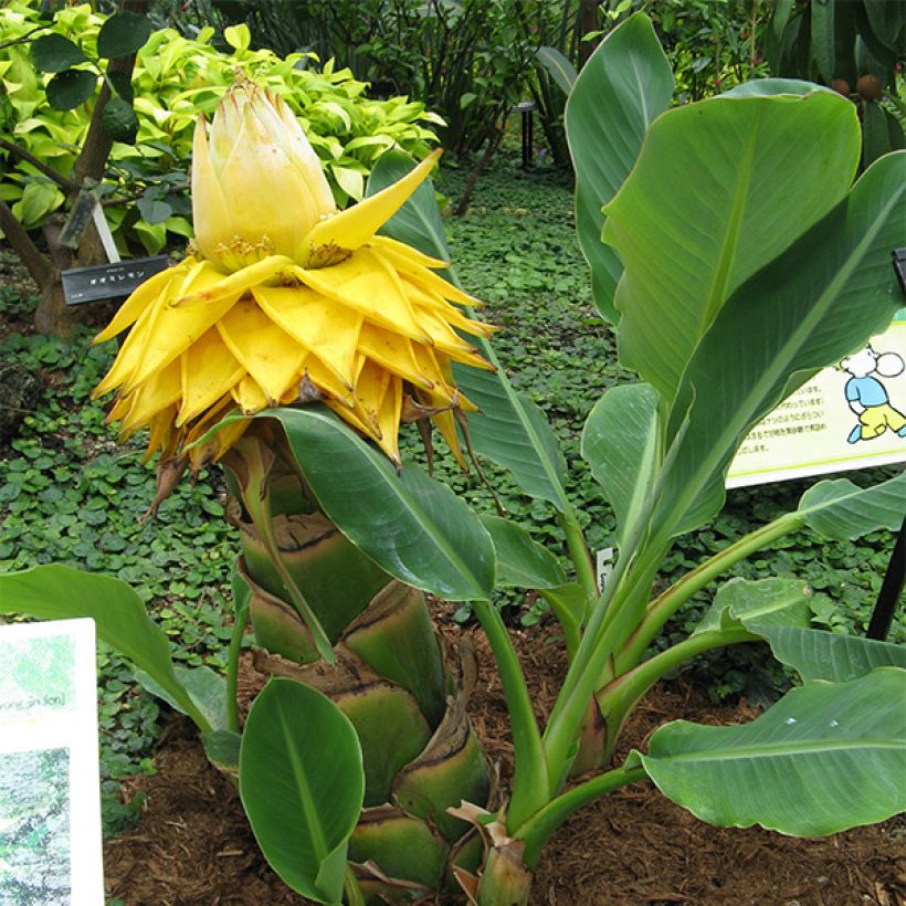 Musella lasiocarpa (Kasvutapa)