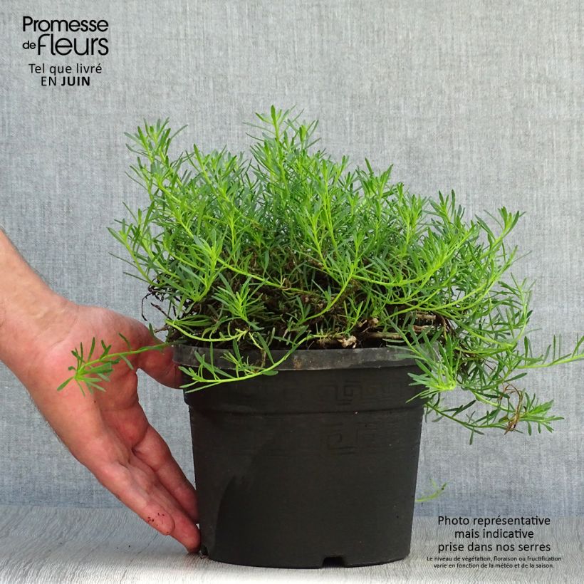 Esimerkki kesällä toimitetusta Myoporum parvifolium Fleurs roses Pot de 3L/4L-taimesta