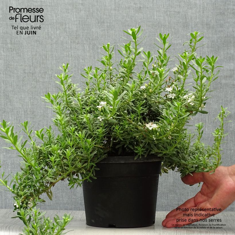 Esimerkki kesällä toimitetusta Myoporum parvifolium Fleurs blanches Pot de 3L/4L-taimesta