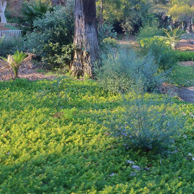 Myoporum parvifolium Fleurs blanches (Kasvutapa)