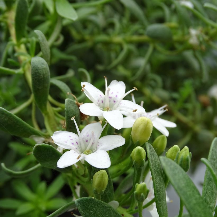 Myoporum parvifolium Fleurs blanches (Kukinta)