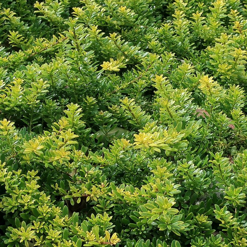 Myoporum parvifolium Fleurs roses (Lehvistö)