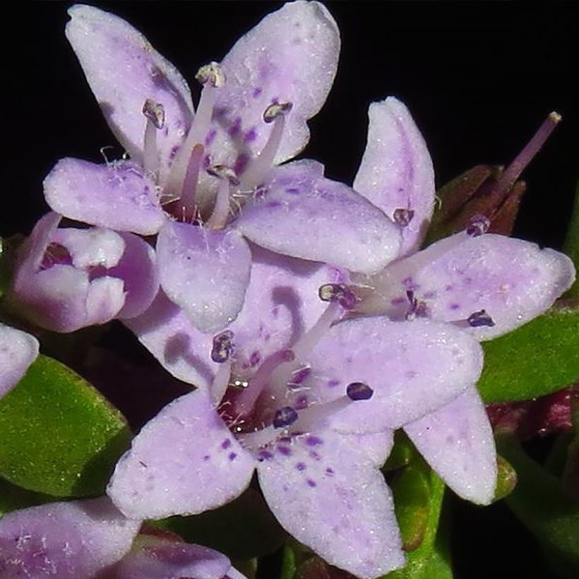 Myoporum parvifolium Fleurs roses (Kukinta)