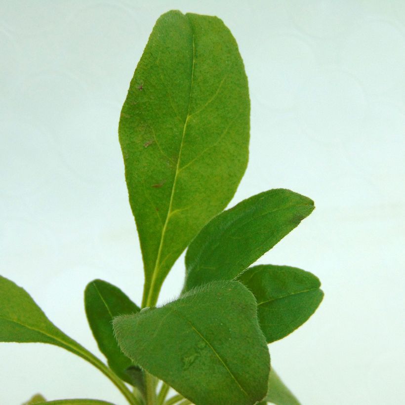 Puistolemmikki Rosylva (Foliage)
