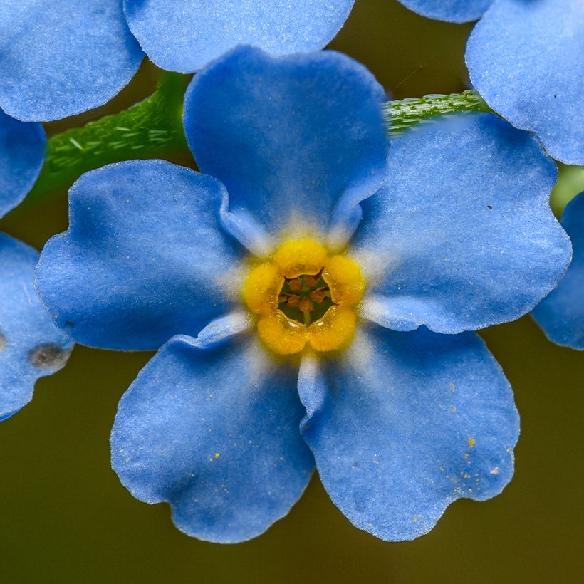 Luhtalemmikki - Myosotis scorpioides (Kukinta)
