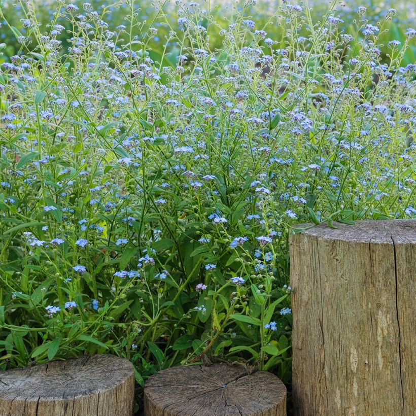 Luhtalemmikki - Myosotis scorpioides (Kasvutapa)