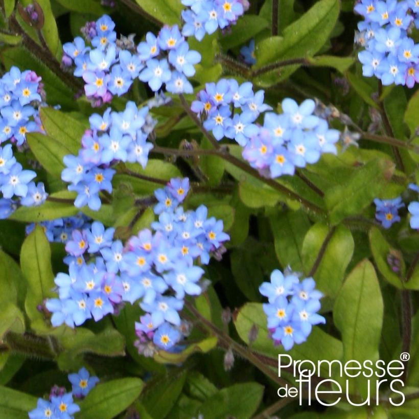 Puistolemmikki Savoie Blue (Lehvistö)