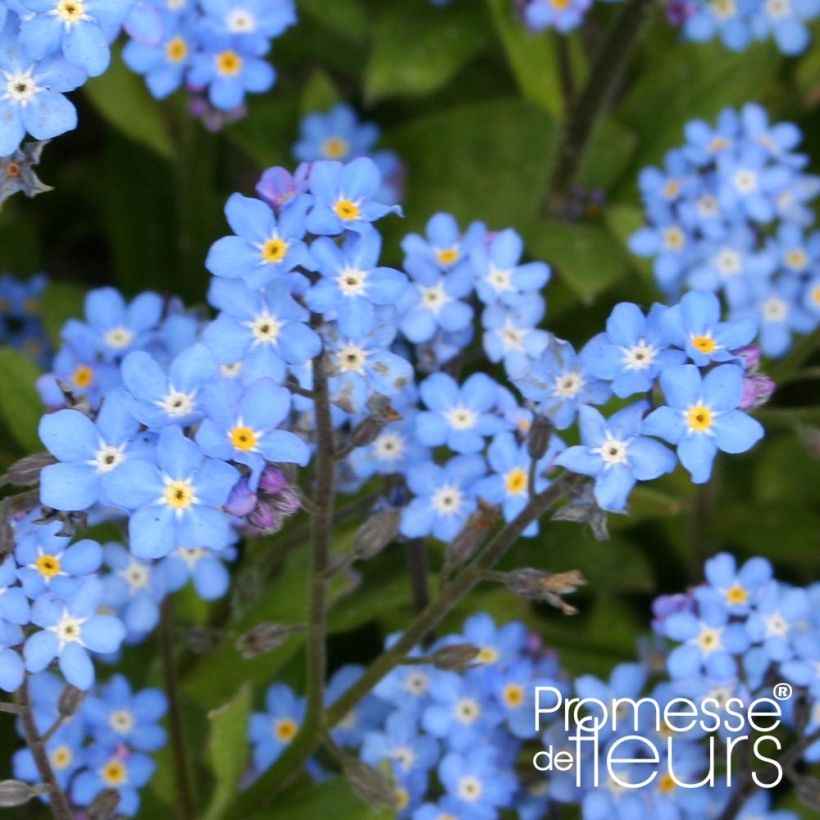Puistolemmikki Savoie Blue (Kukinta)