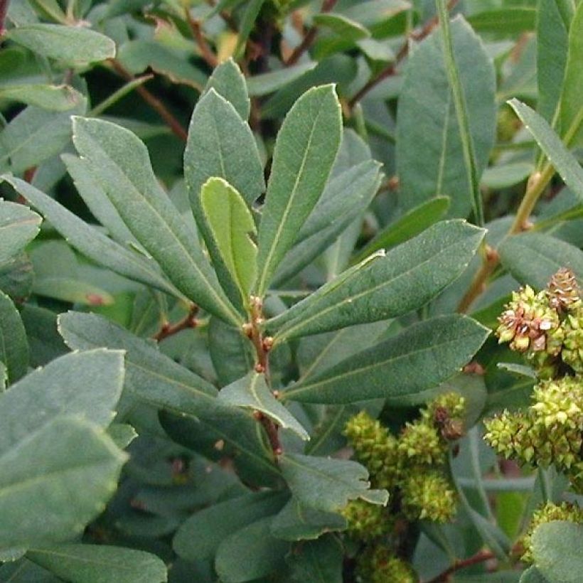Suomyrtti - Myrica gale (Lehvistö)