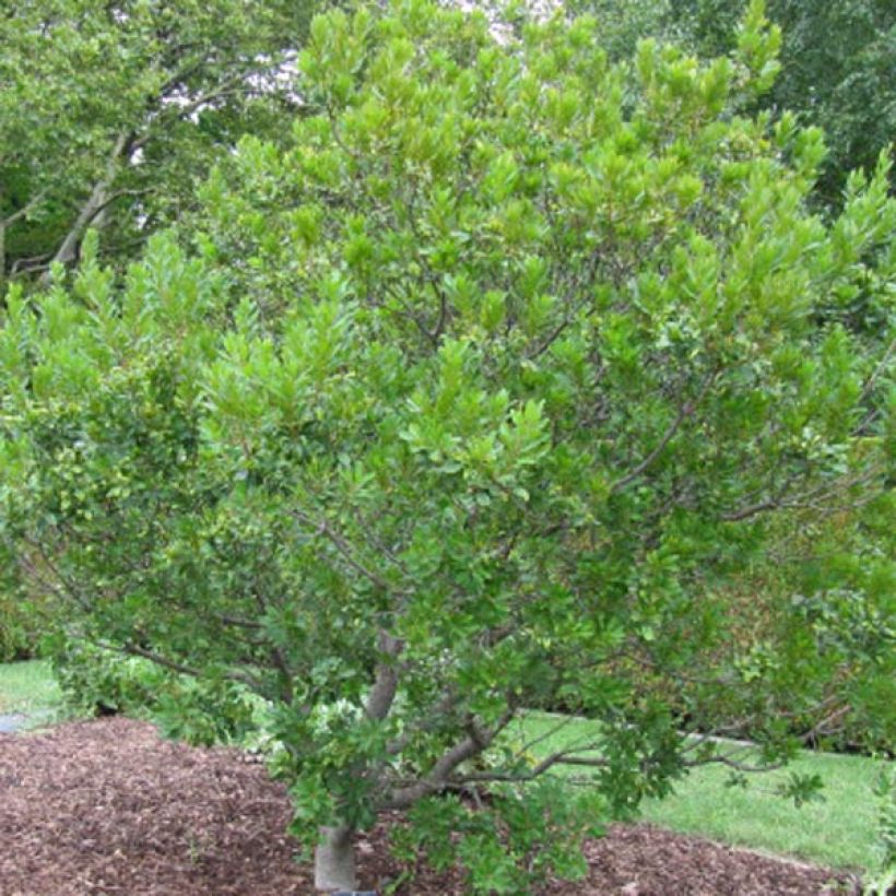 Norkkomyrti - Myrica pensylvanica (Kasvutapa)